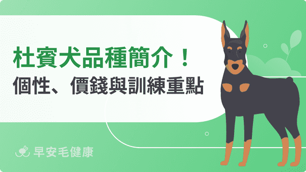 杜賓犬飼養全攻略：2026價格行情、個性優缺點與台灣養杜賓須知