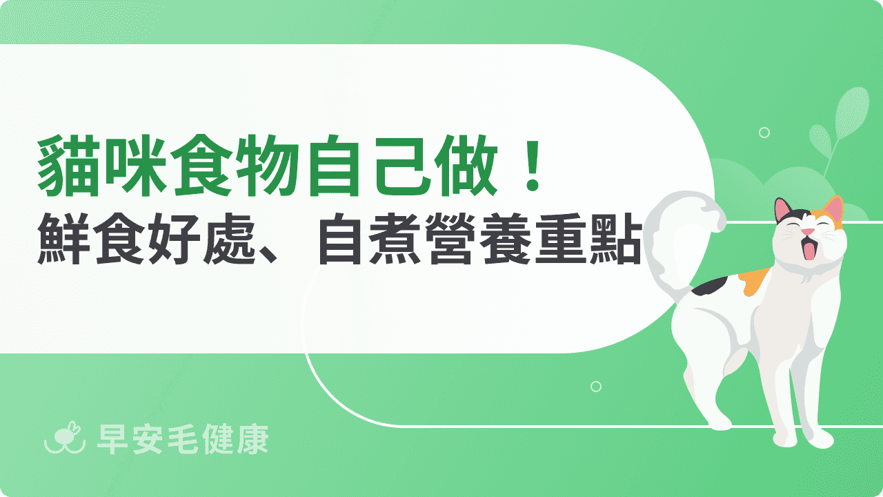 貓咪食物自己做！解析貓吃鮮食好處、自煮重點與營養補充關鍵