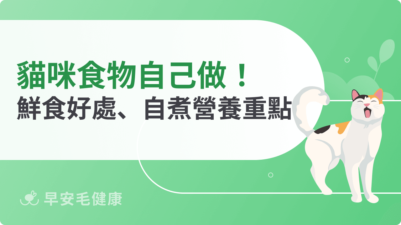 貓咪食物自己做!解析貓吃鮮食好處、自煮重點與營養補充關鍵