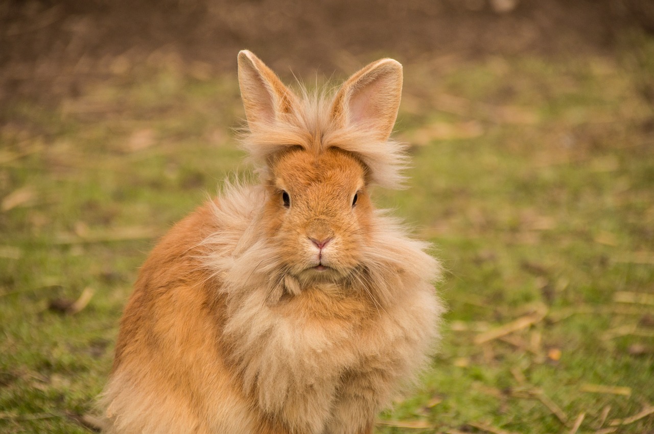 98. netherland-dwarf-rabbit-guide-2