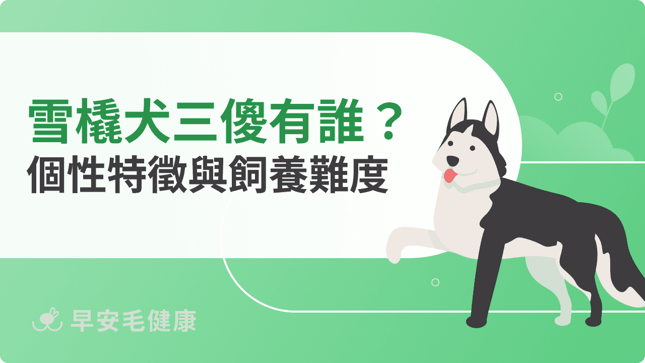 雪橇犬三傻品種解析!為何叫三傻?品種特性、飼養難度與照護攻略