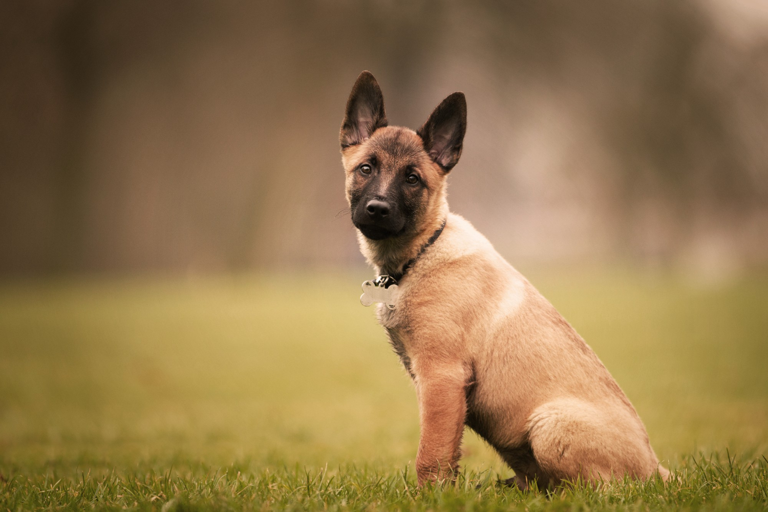 124.belgian-shepherd-dog-guide-1