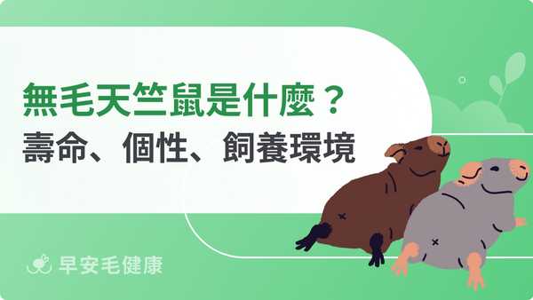無毛天竺鼠跟一般天竺鼠差別?壽命、個性、飼養環境一次看!