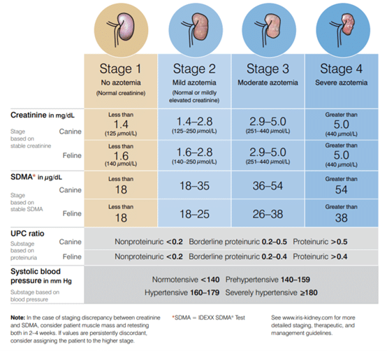 4.mountainvet-kidney-cat-care-2