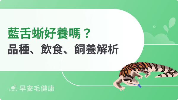 藍舌蜥好養嗎?品種差異、飼養環境、飲食與台灣價格行情指南