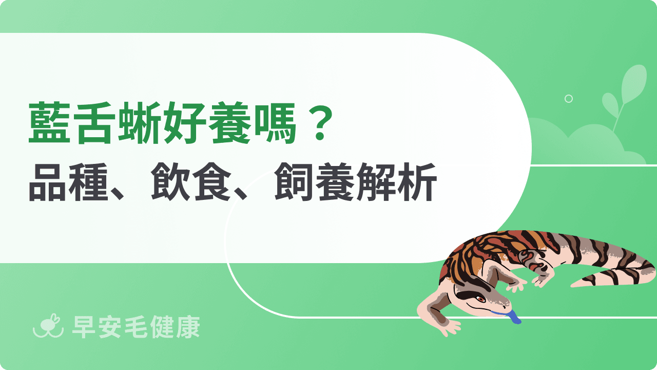 藍舌蜥好養嗎？品種差異、飼養環境、飲食與台灣價格行情指南