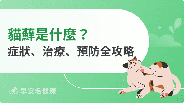 貓蘚是什麼？原因、症狀、治療費用到預防，人貓傳染照護指南