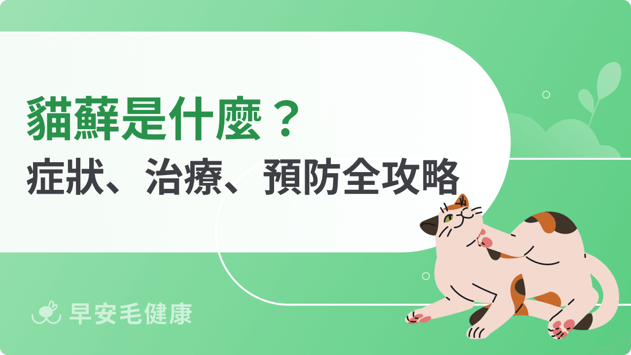 貓蘚是什麼？原因、症狀、治療費用到預防，人貓傳染照護指南
