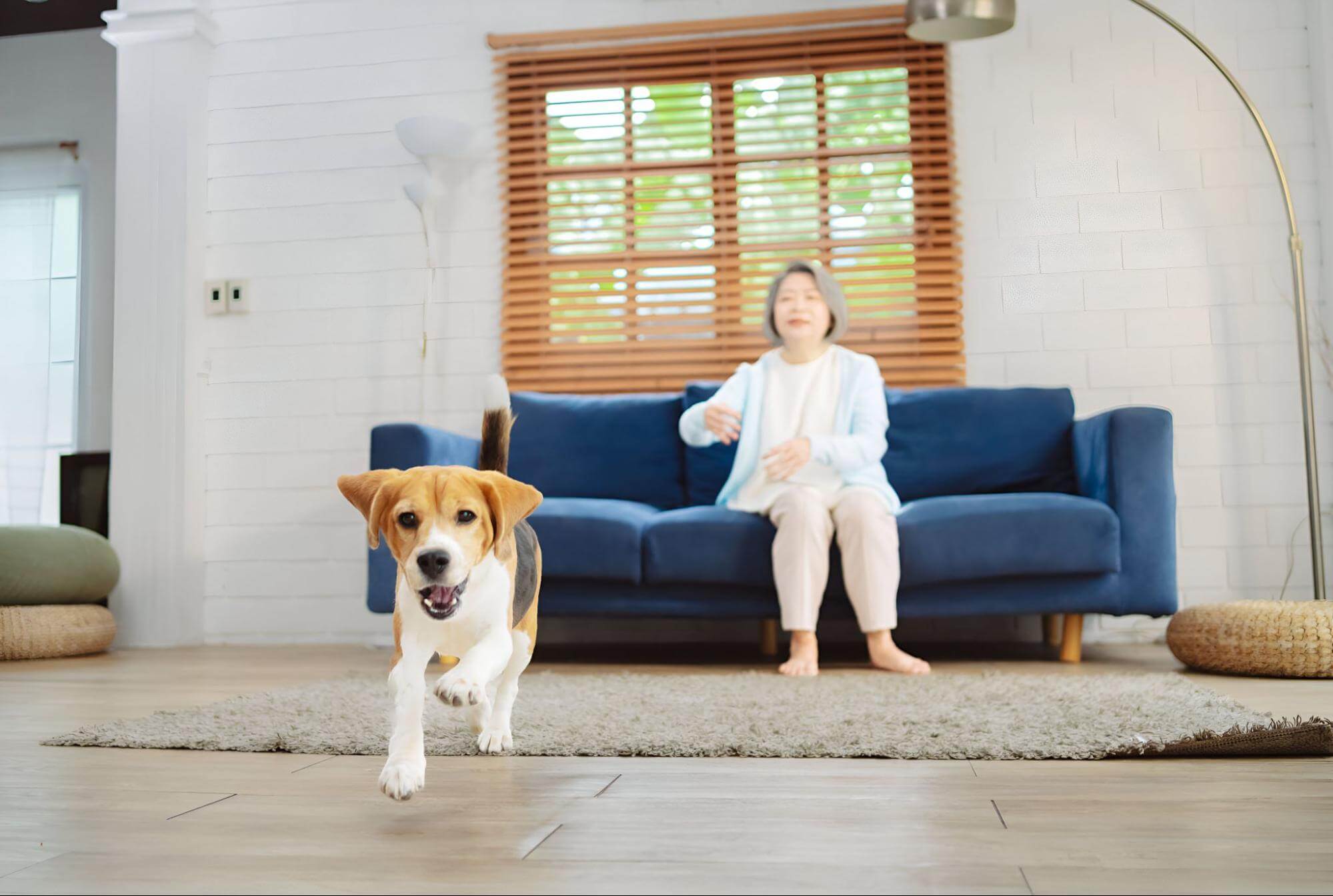 33. AI - dog-rushes-at-home-1