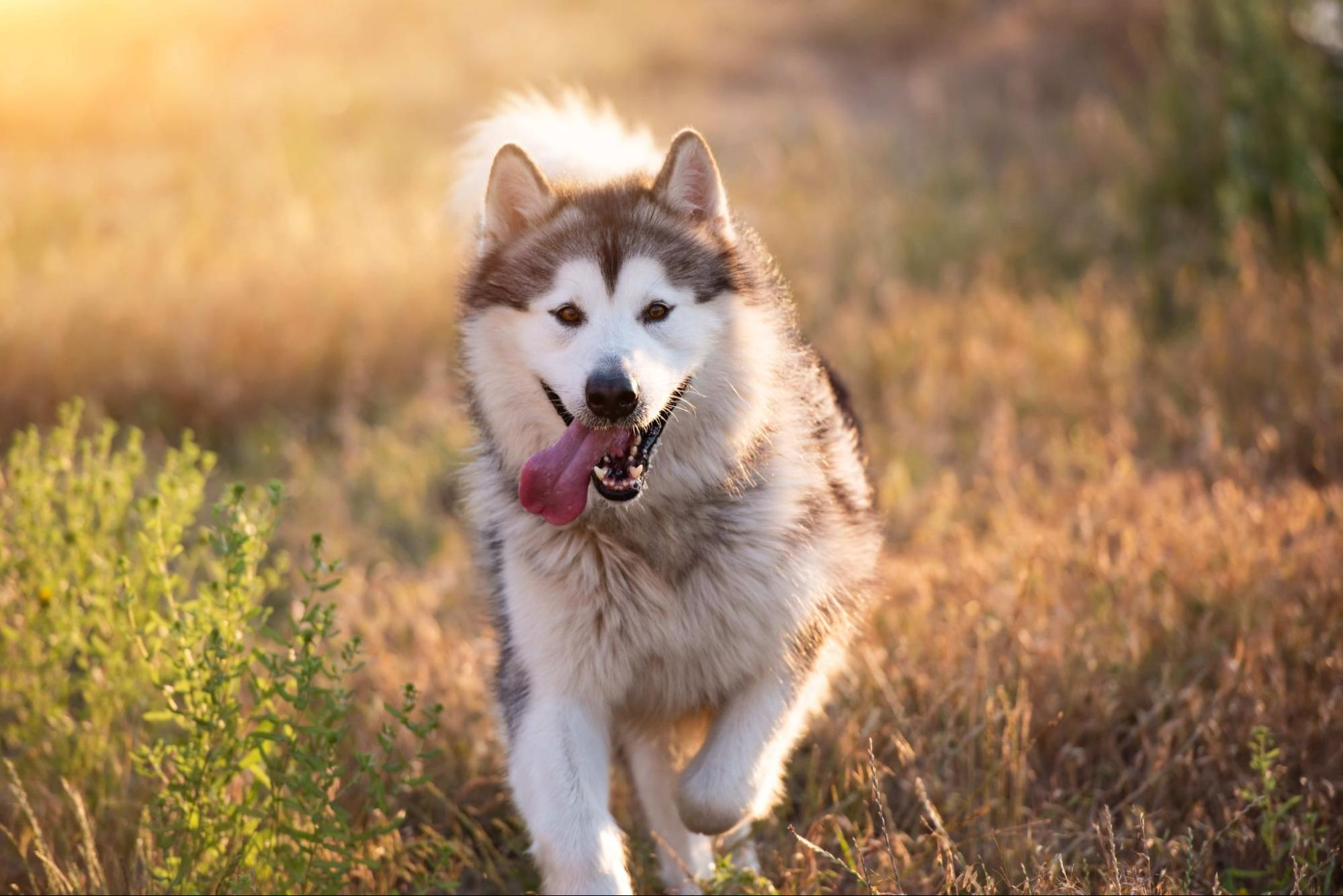 阿拉斯加犬在草地中奔跑露出舌頭