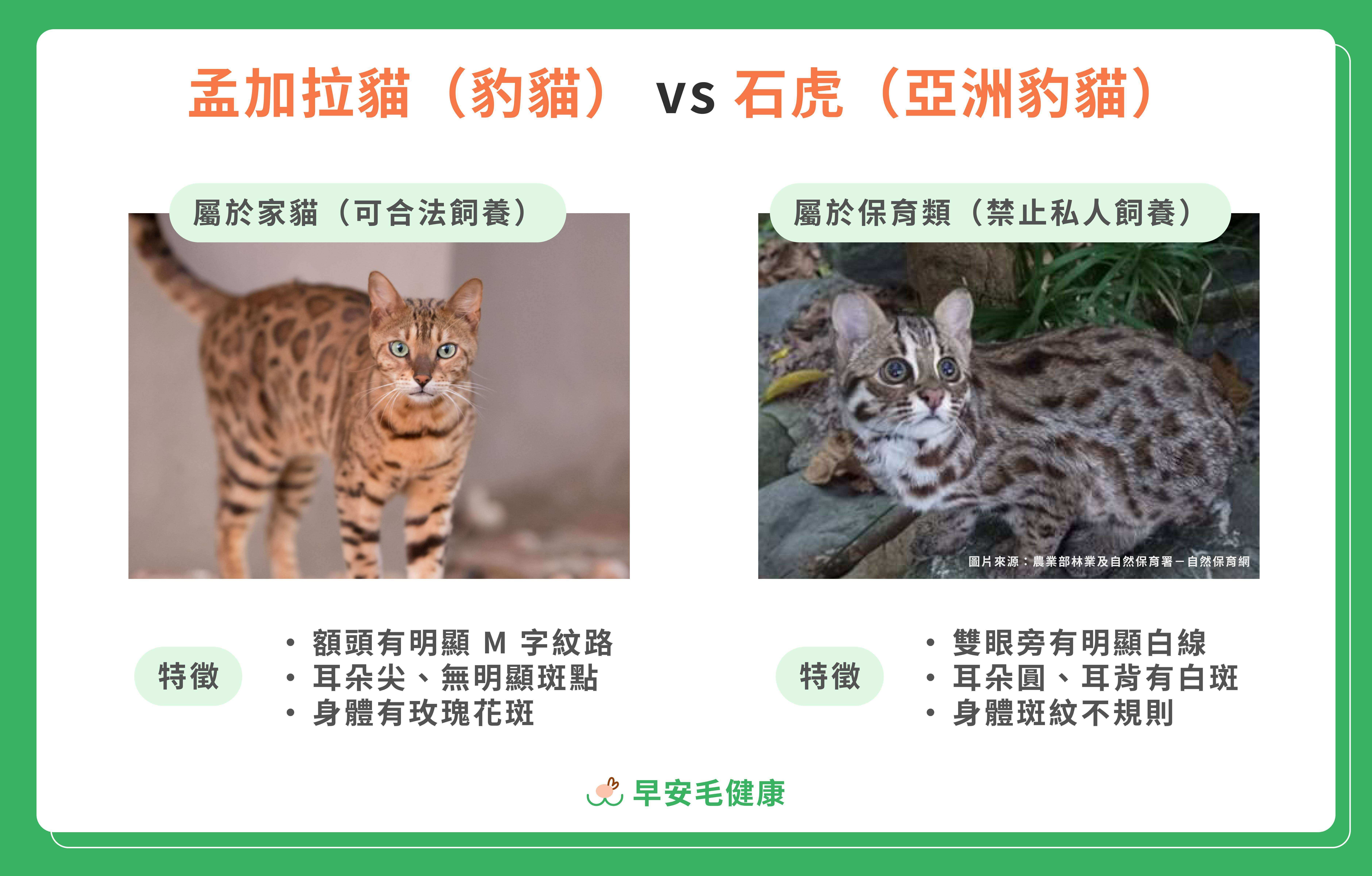 豹貓與台灣石虎的特徵比較表