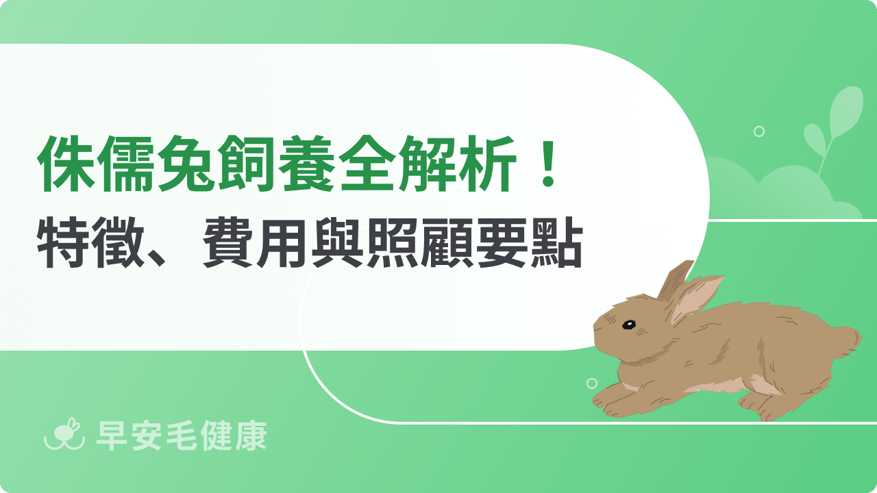 侏儒兔好養嗎？會變大嗎？品種特徵、開銷與照顧要點全解析！
