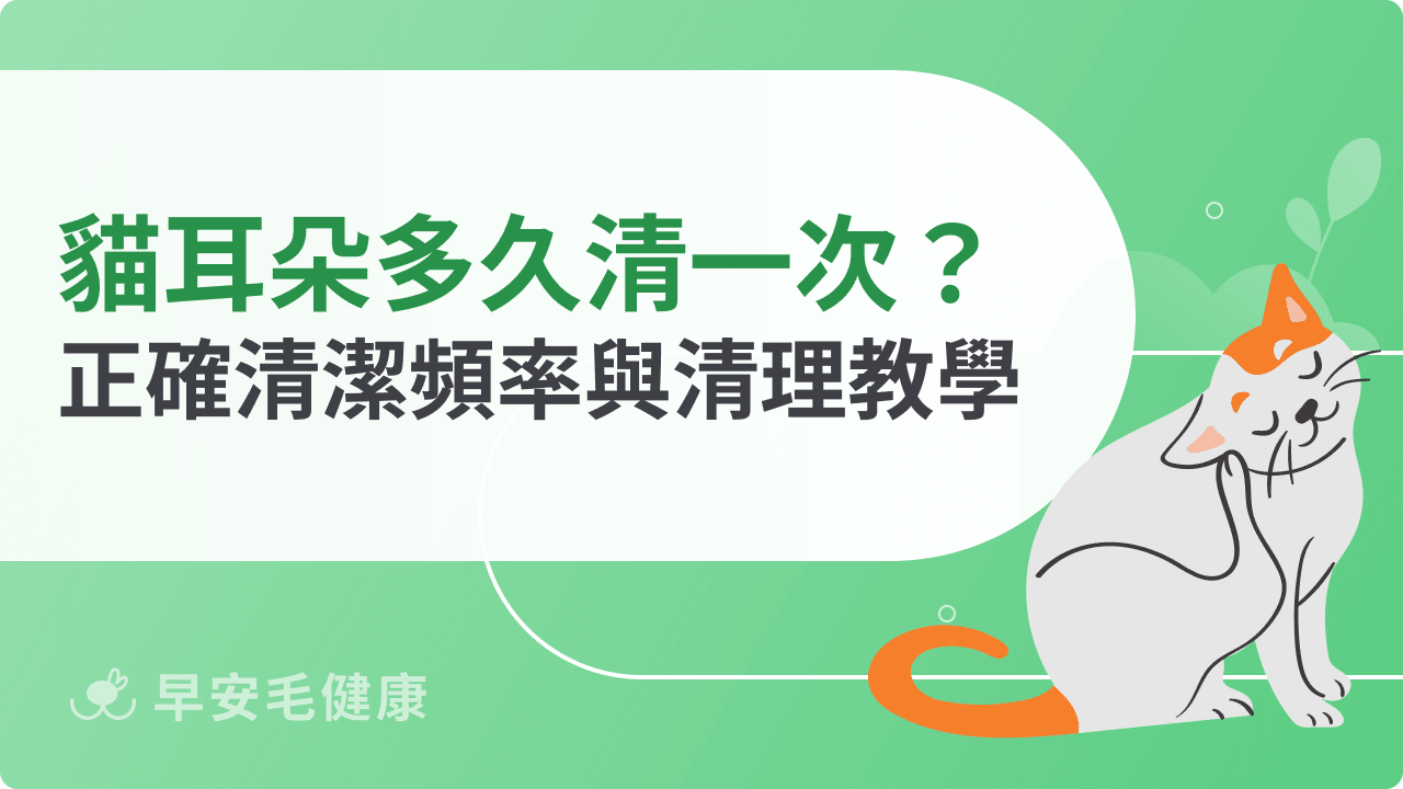 貓咪耳朵多久清一次？正確清潔頻率與清理步驟教學