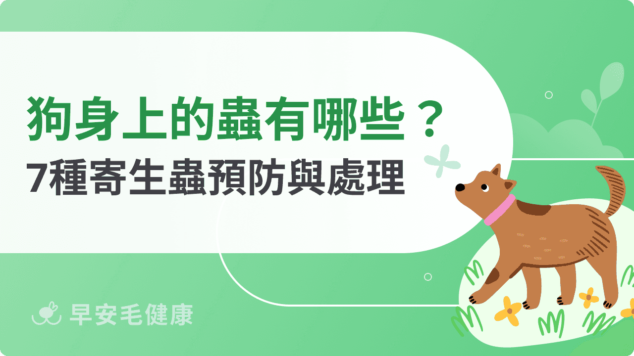 狗狗身上的蟲有哪些？7大常見寄生蟲種類、驅蟲指南大公開！