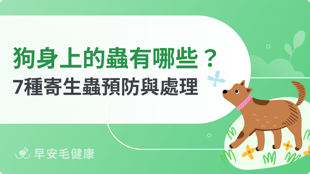 狗狗身上的蟲有哪些?7種狗狗寄生蟲預防與處理攻略!