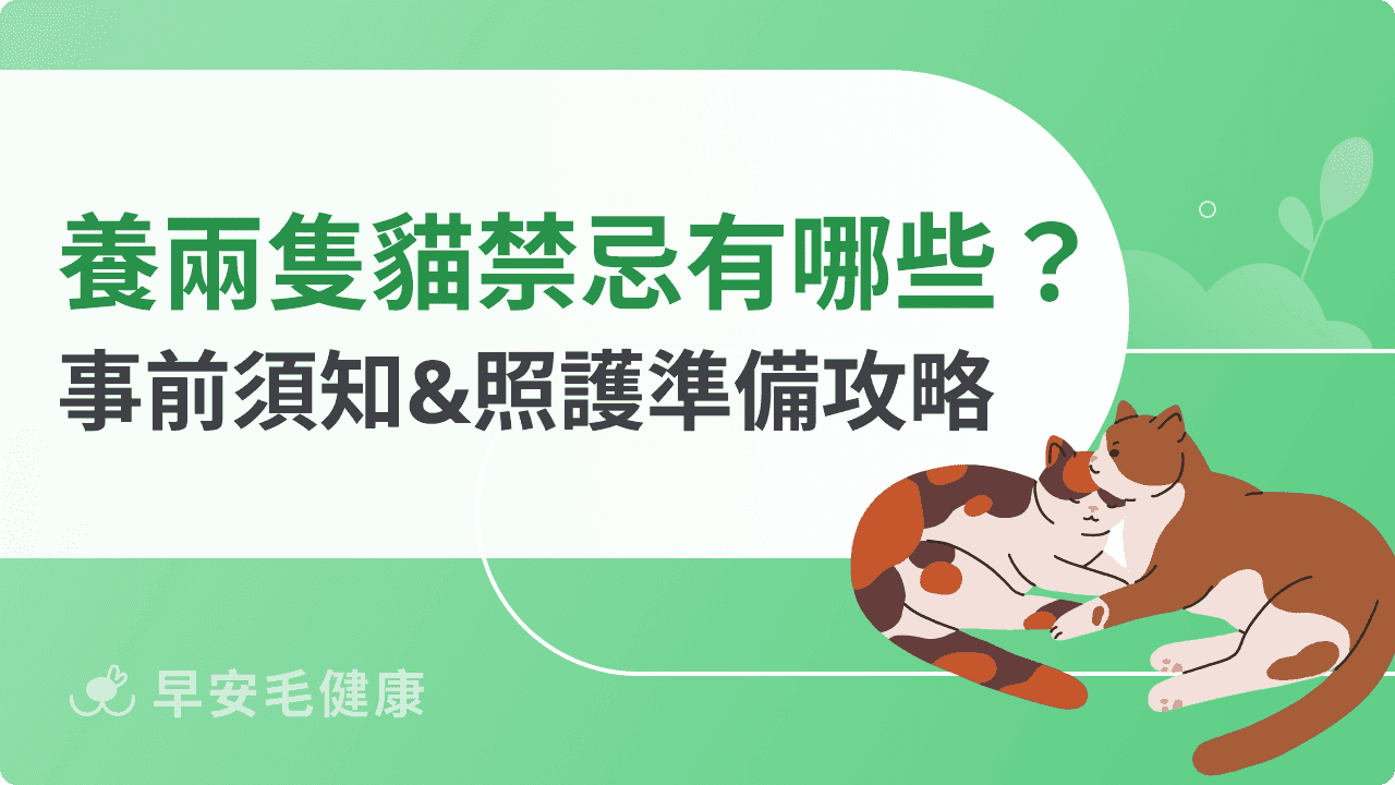 養兩隻貓禁忌有哪些?事前須知&照護準備攻略