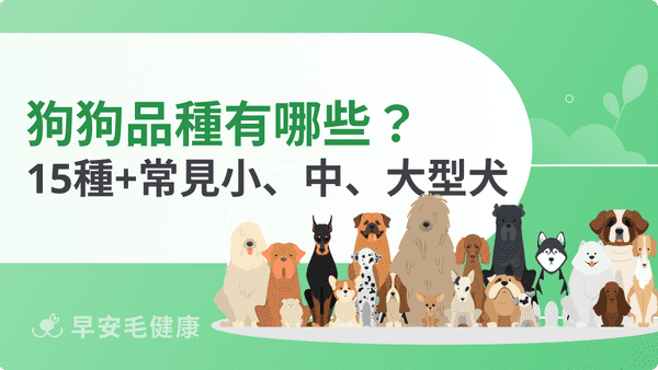 狗狗品種有哪些？2026小型犬到大型犬15種個性、體型與飼養重點