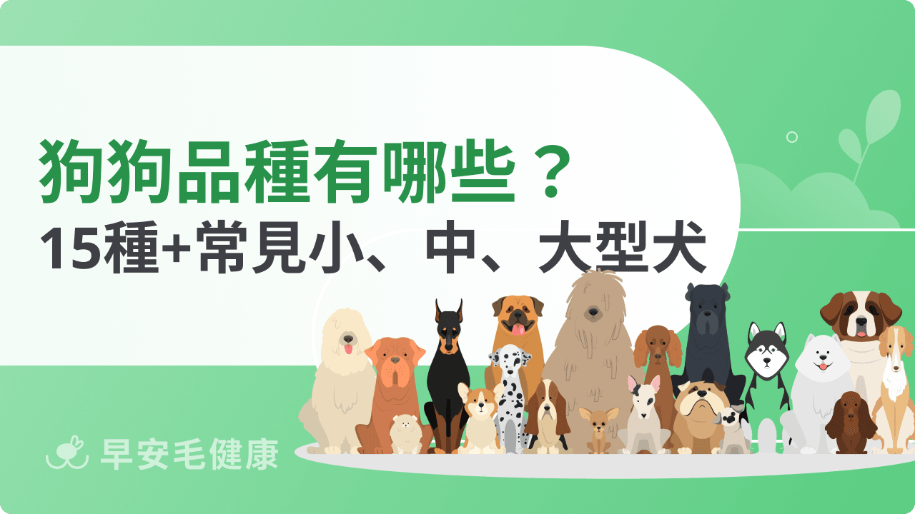 狗狗品種有哪些？2026小型犬到大型犬15種個性、體型與飼養重點