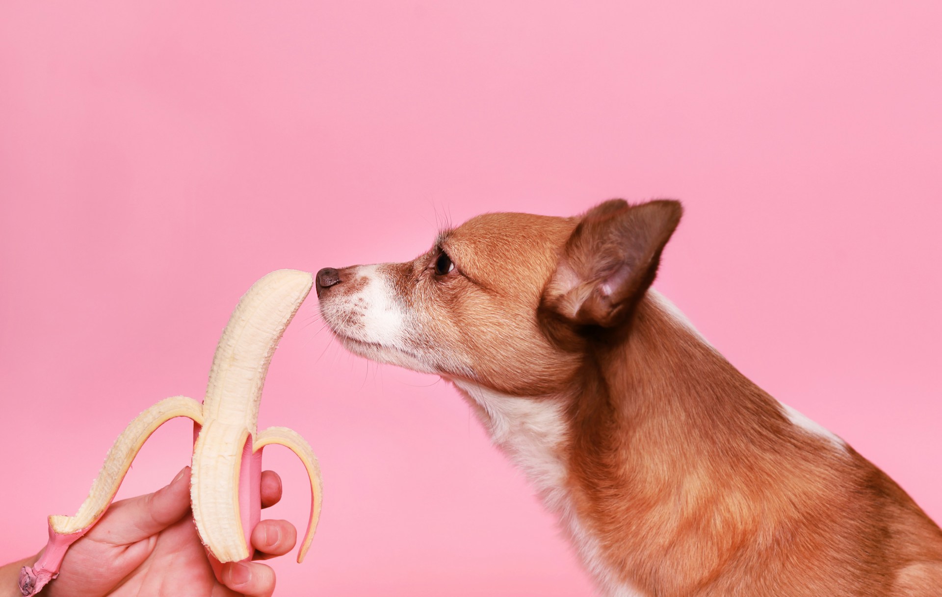 138.can-dog-eat-banana-1