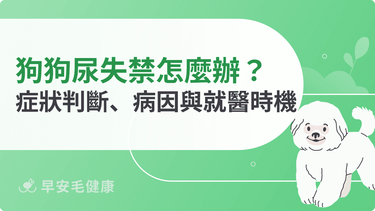 狗狗尿失禁怎麼辦？症狀判斷、可能病因與就醫時機