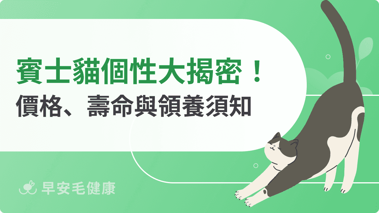 賓士貓個性大揭密！價格、壽命與領養須知