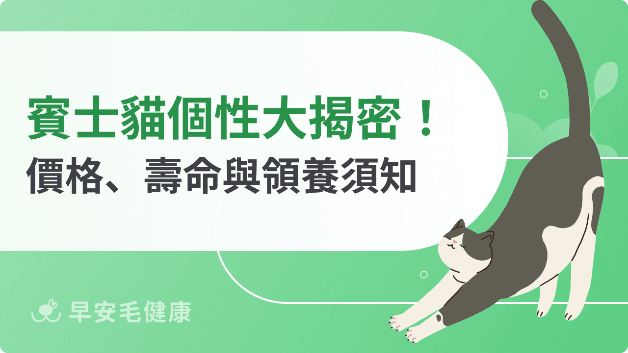 賓士貓個性大揭密！價格、壽命與領養須知