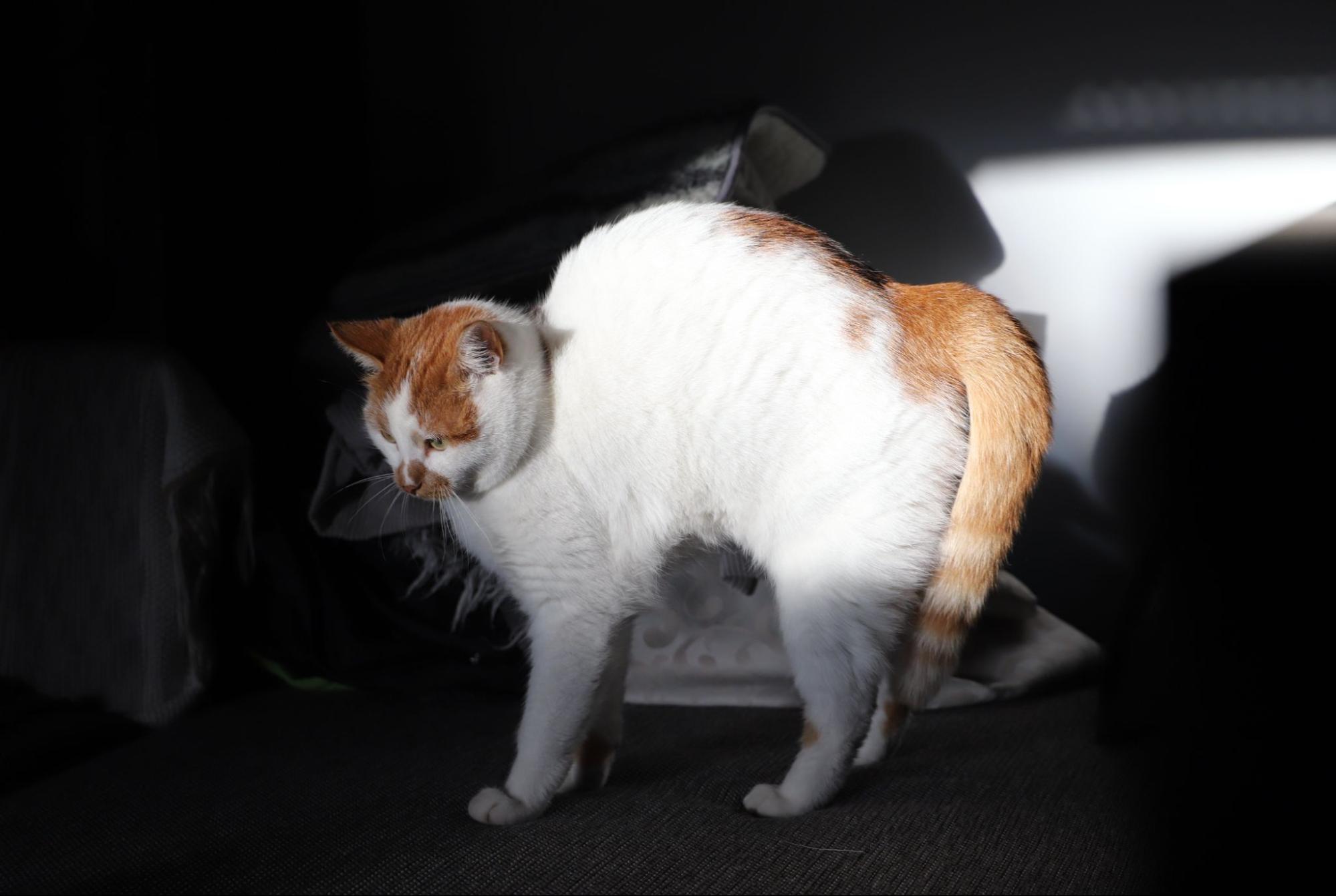 152. AI - cat-arched-back-meaning-1