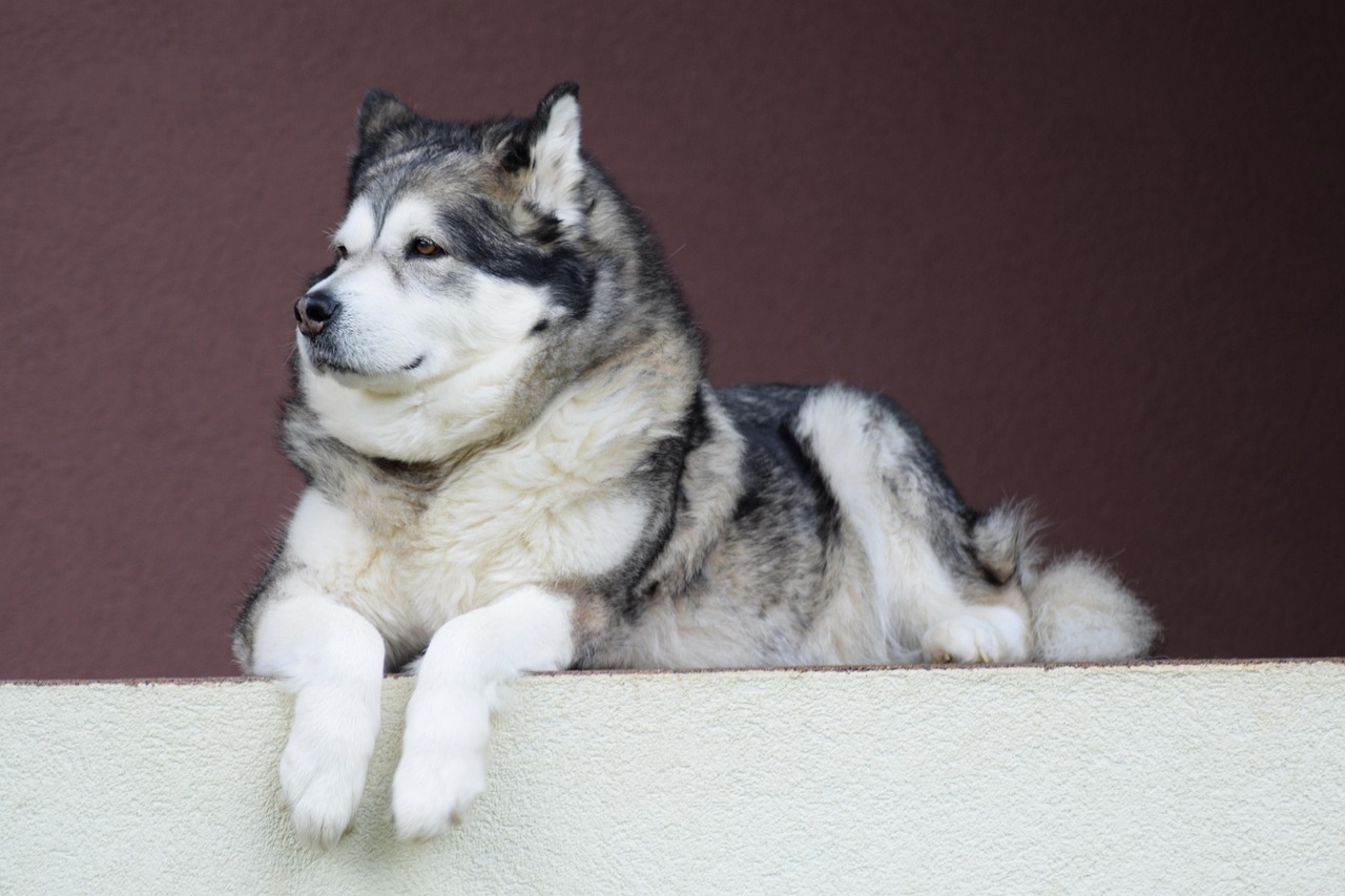 40.alaskan-malamute-guide-3
