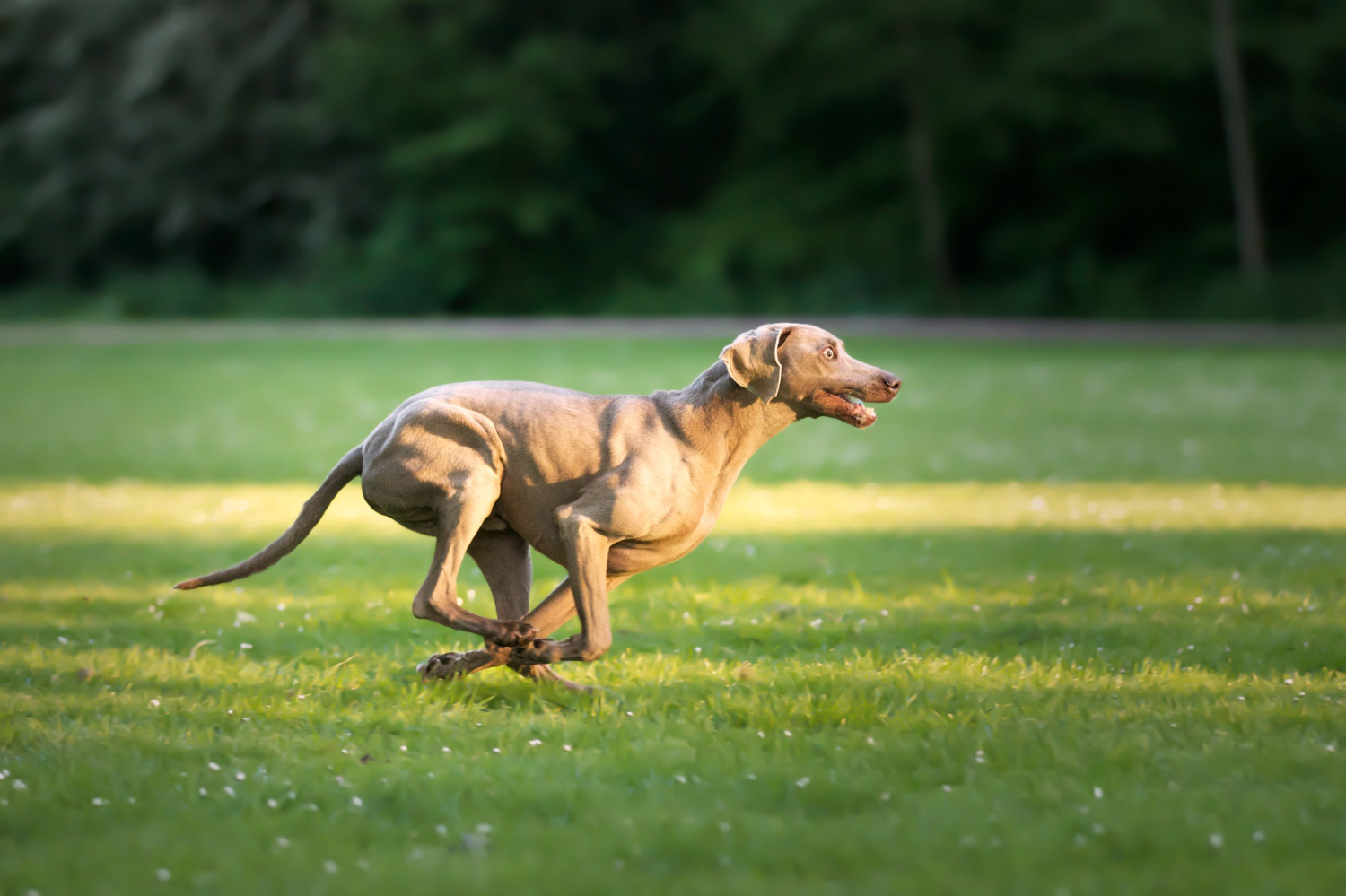 威瑪獵犬在草坪上全力奔跑的側面動態照
