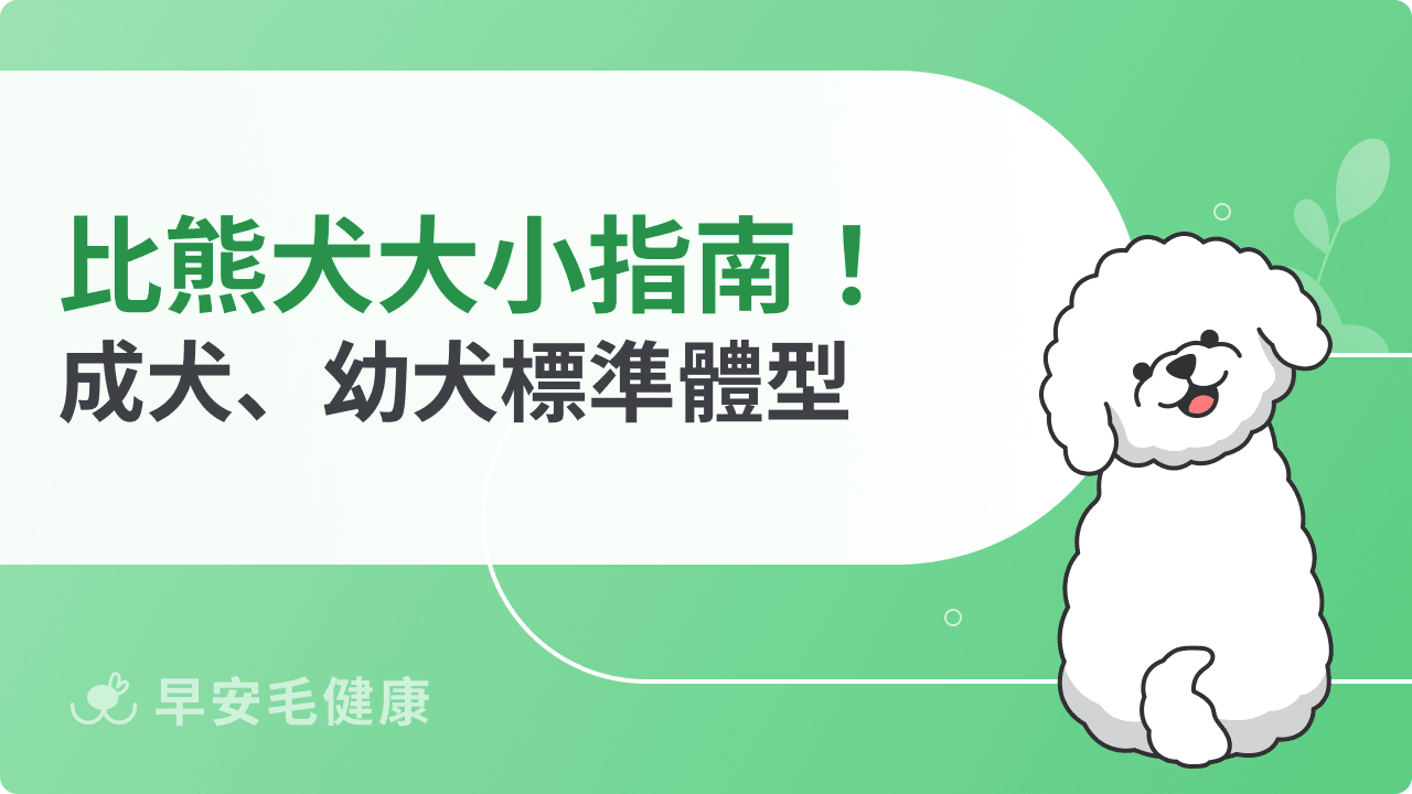 比熊犬大小指南!成犬、幼犬標準體型一次看
