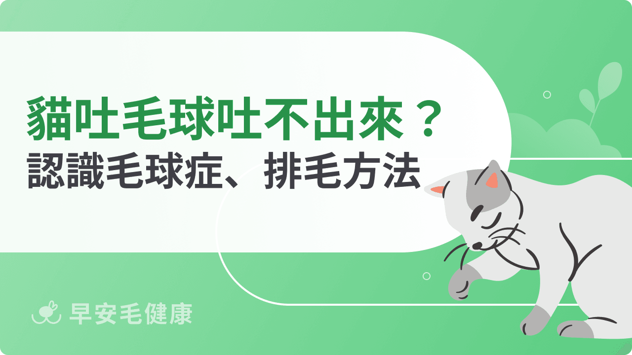貓咪吐毛球吐不出來怎麼辦?認識毛球症、排毛方法