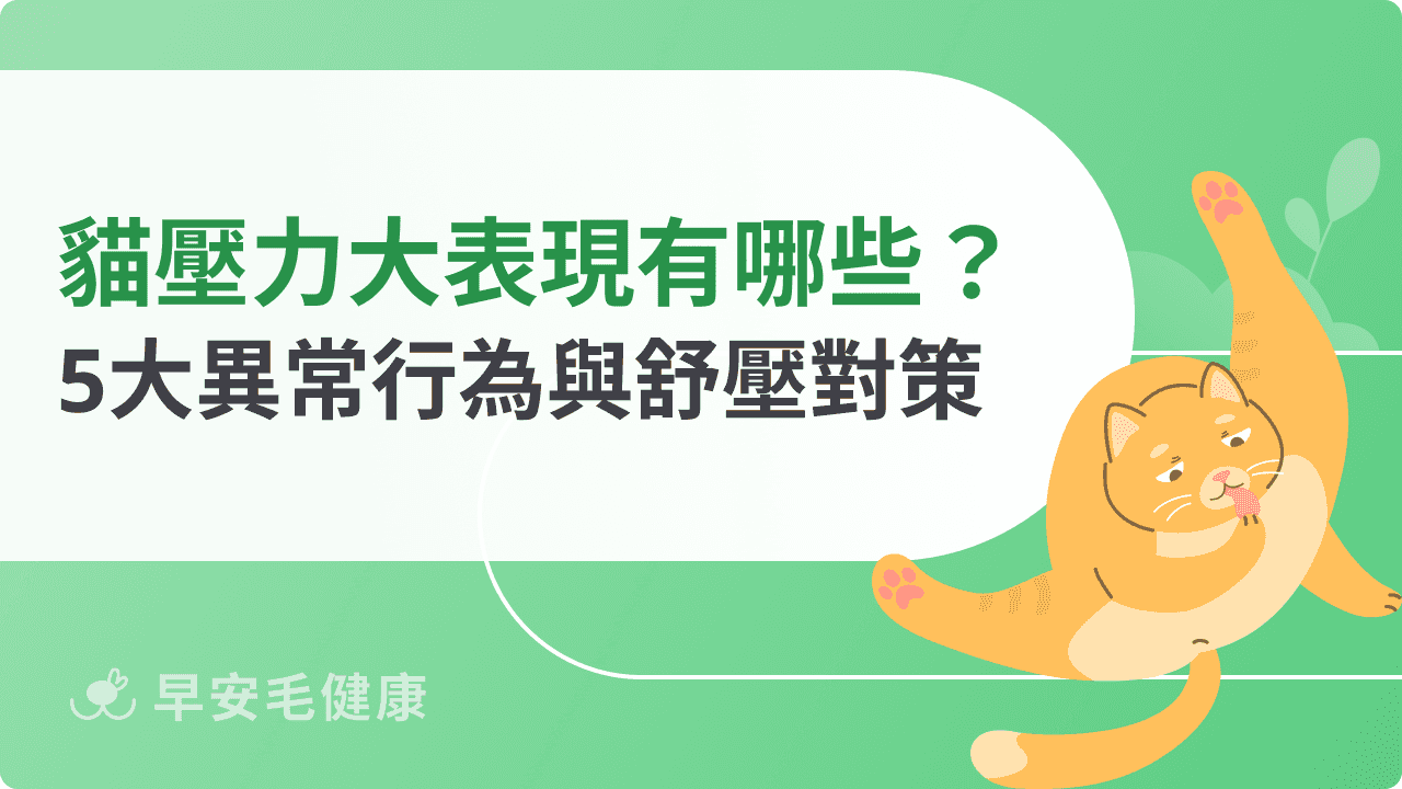 貓咪壓力大表現有哪些?8大異常行為與舒壓對策