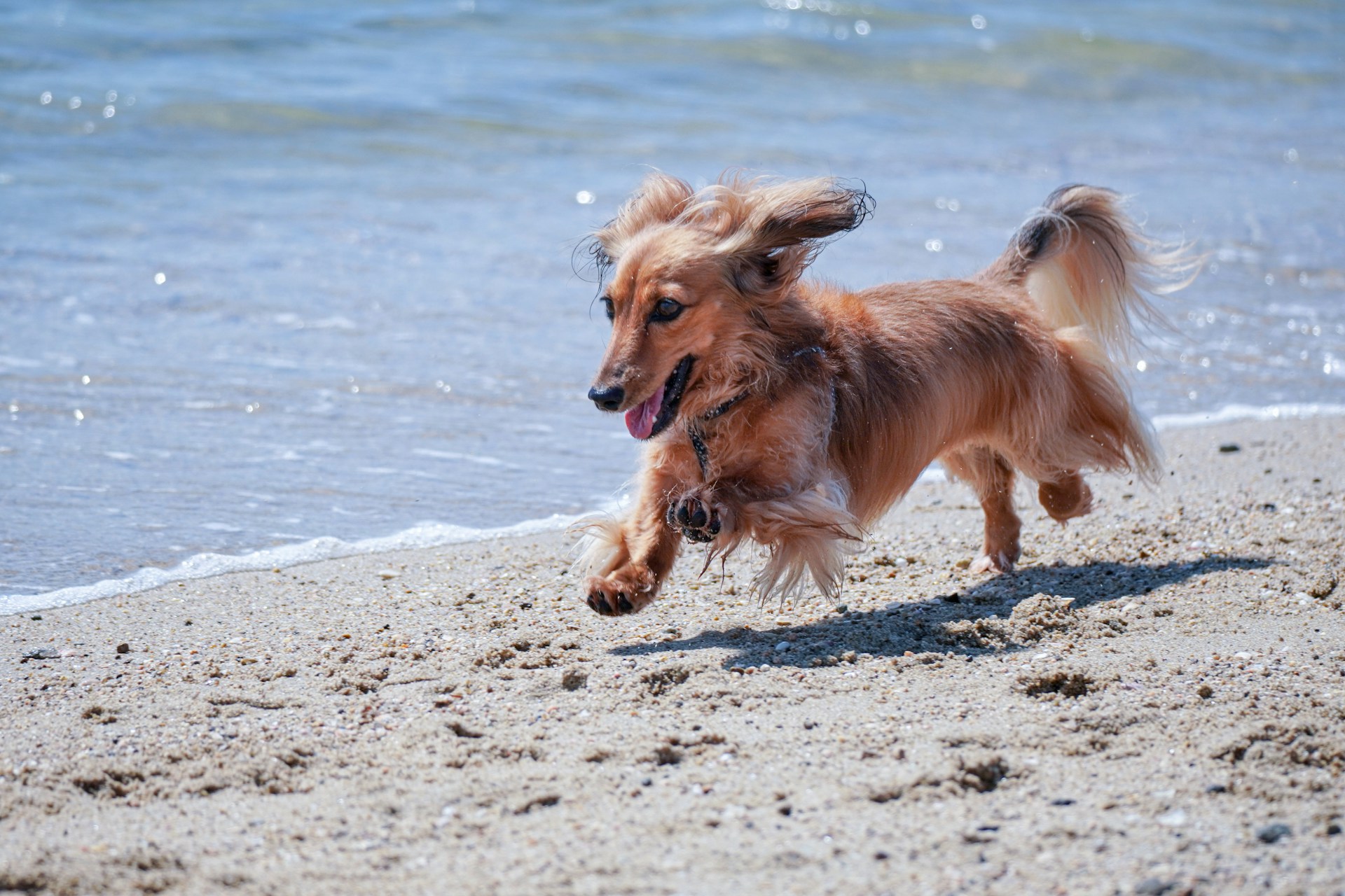 13.dachshund-dog-guide-5