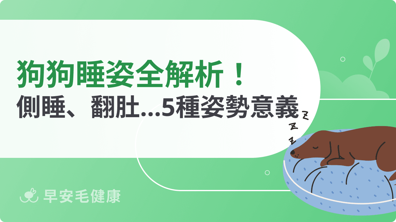 狗狗睡姿百科:側睡、翻肚、捲曲多種姿勢分析,看出毛孩個性!