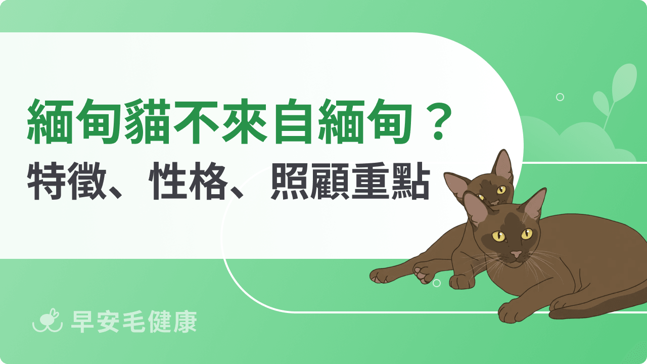 緬甸貓價格貴嗎？緬甸貓性格、缺點、壽命與開銷總整理