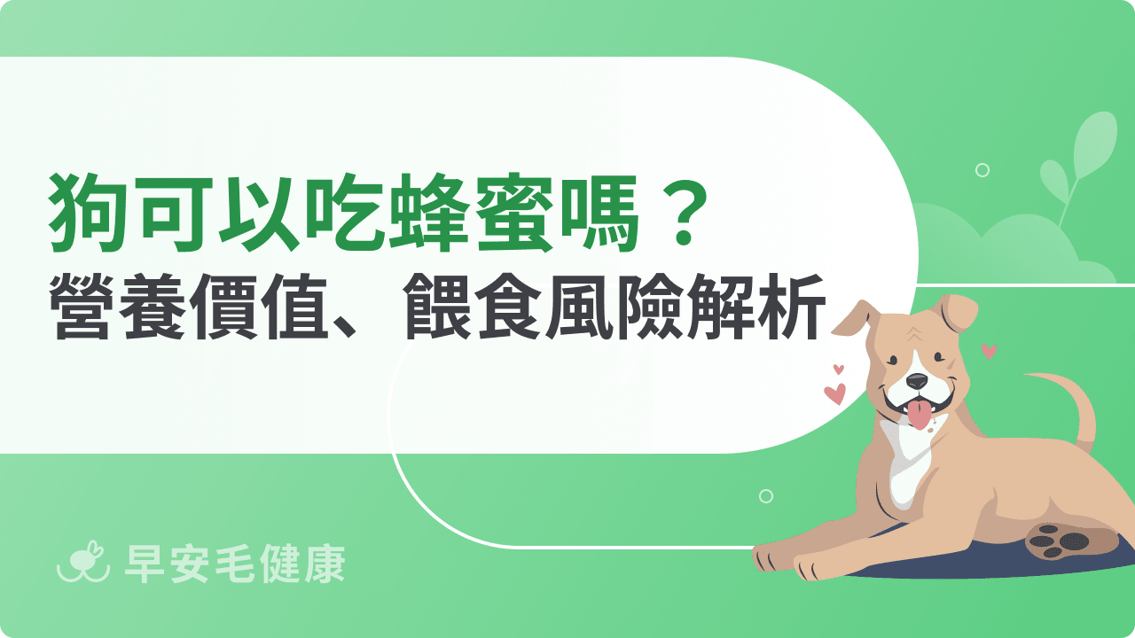 狗可以吃蜂蜜嗎?餵食前必讀的5大好處與4大風險