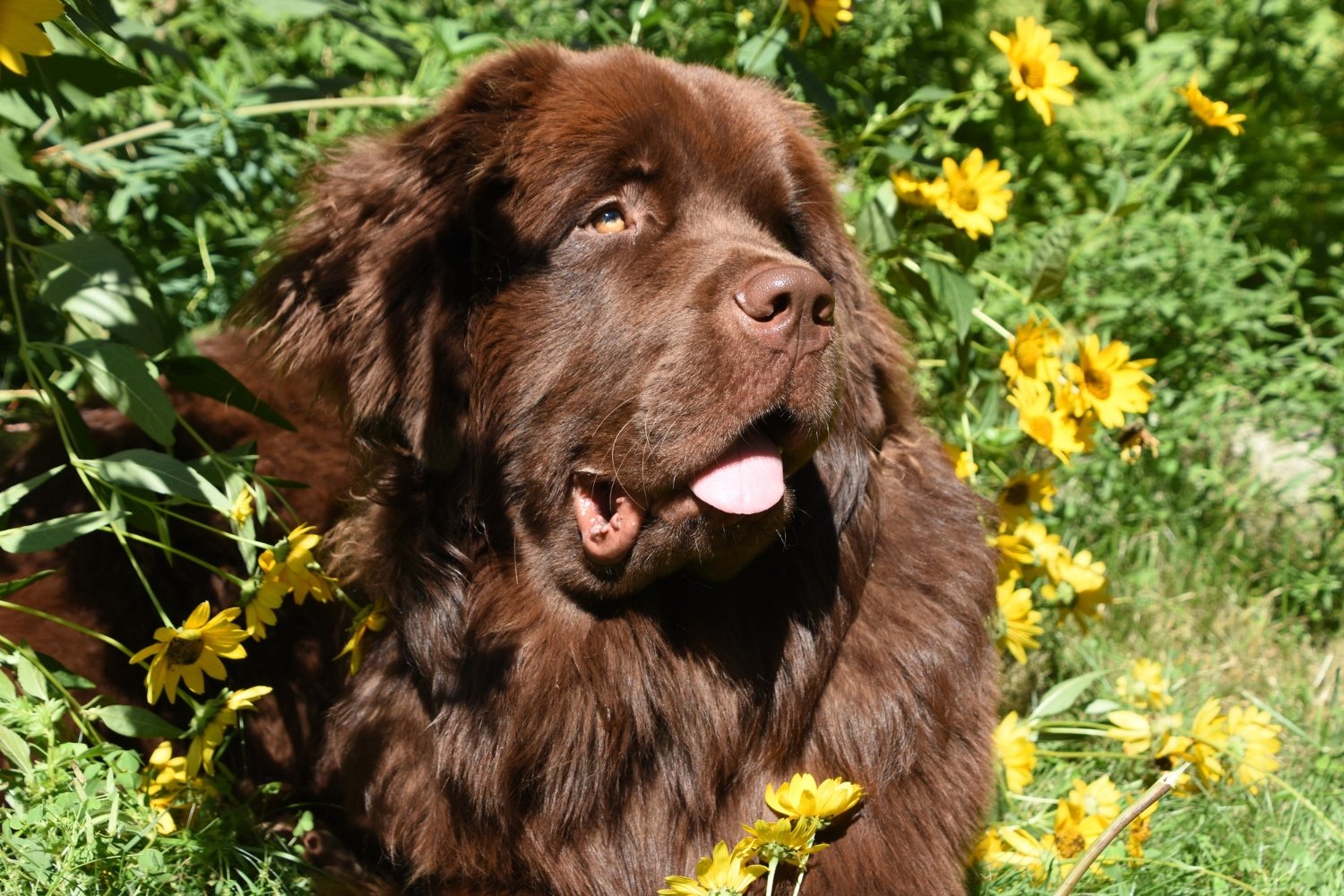紐芬蘭犬花叢中特寫