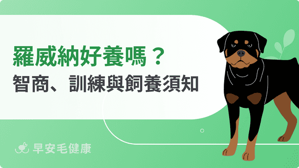 羅威納台灣可以養嗎？護衛犬個性、智商排名、訓練方式與缺點