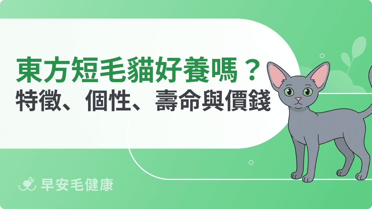 東方短毛貓好養嗎?特徵、個性、價格與照顧重點