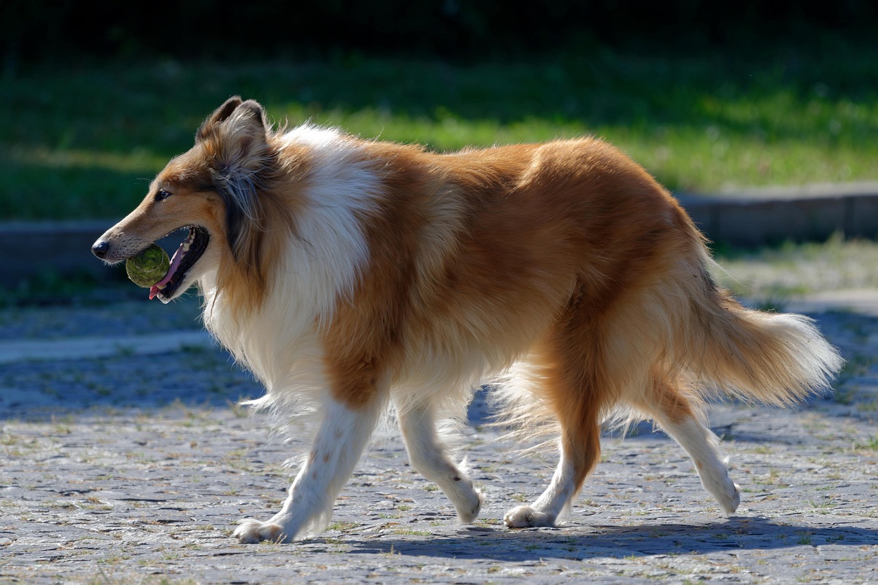蘇格蘭牧羊犬叼著球玩耍的樣子