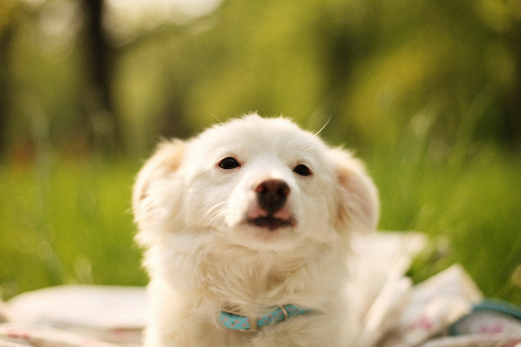 87.dog-food-recommendation-2