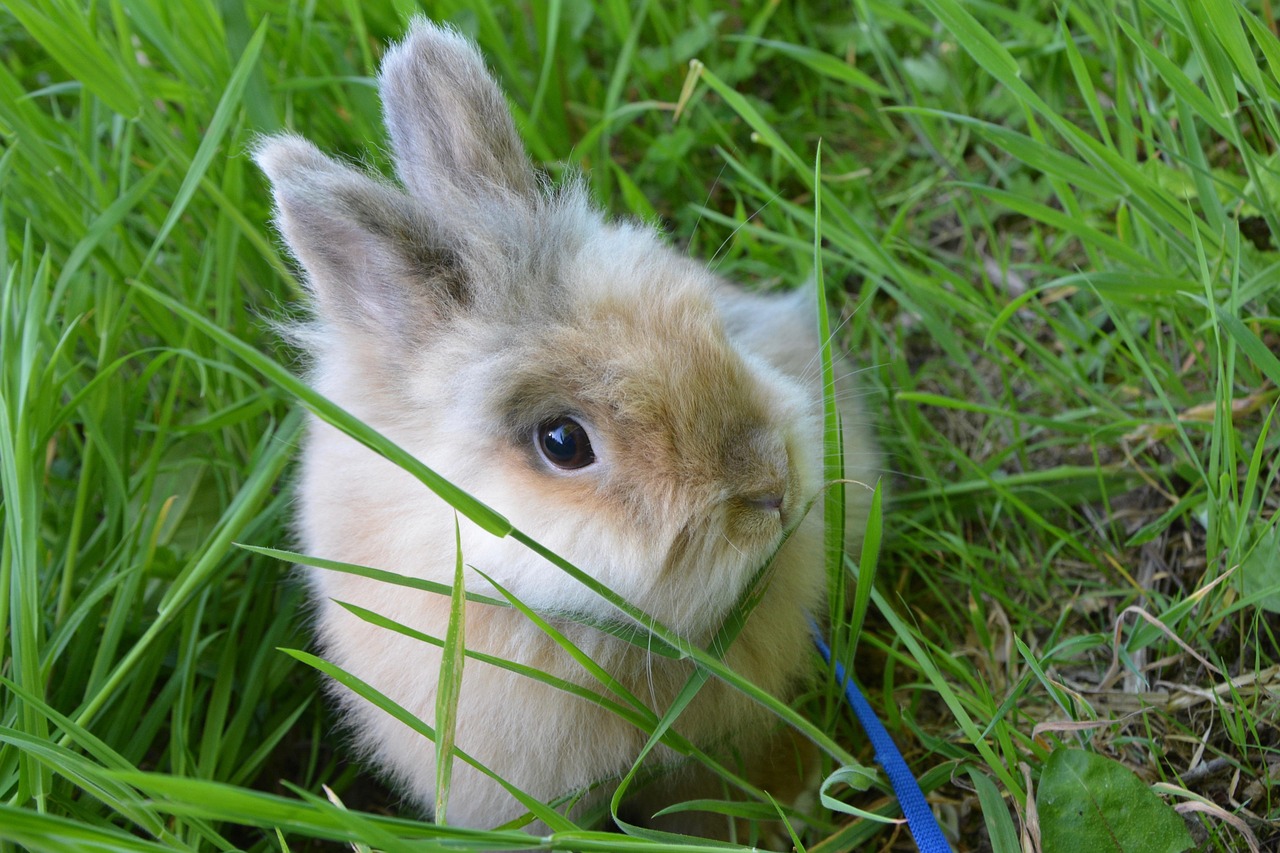 98. netherland-dwarf-rabbit-guide-4