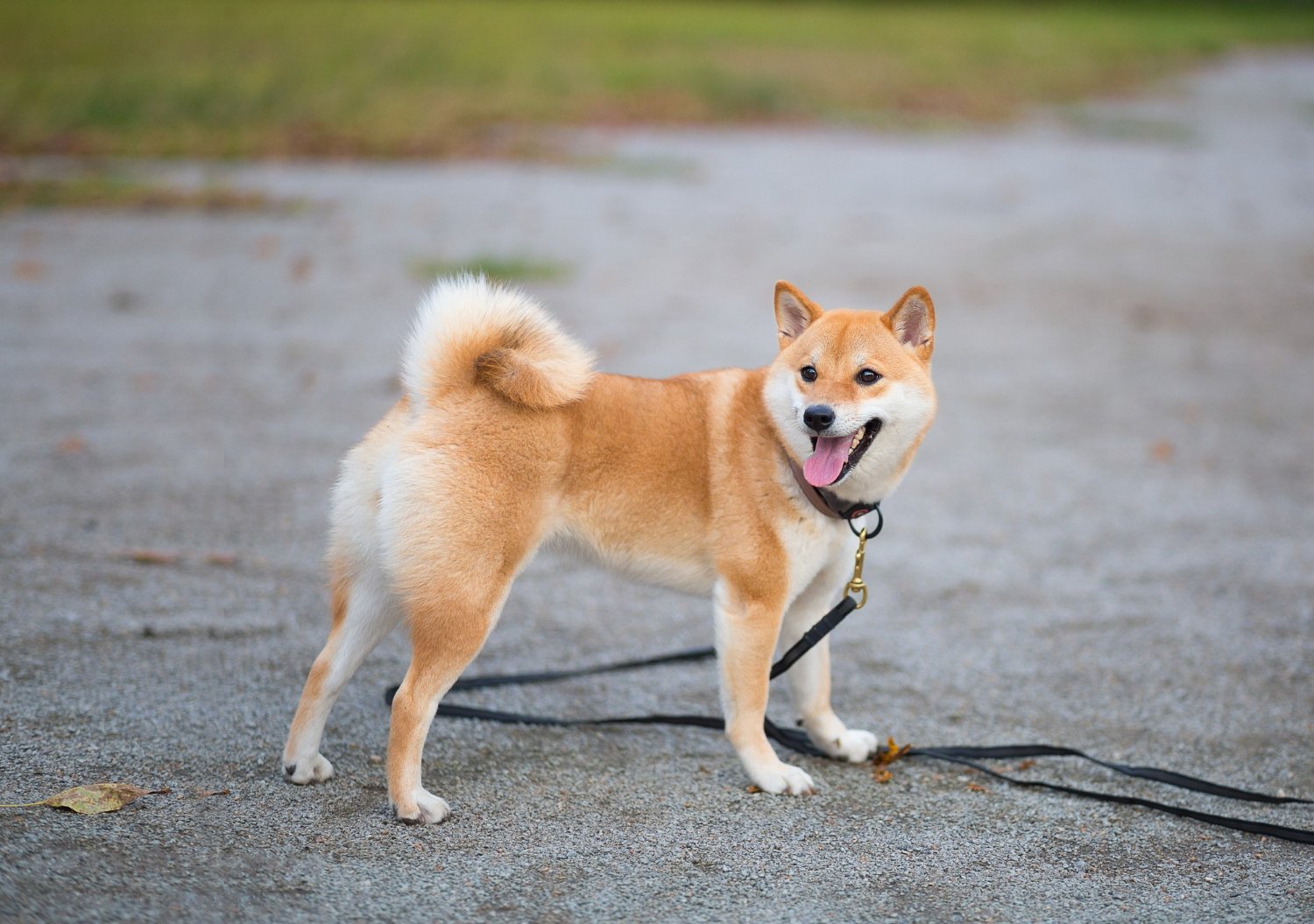 柴犬站在柏油路上愉悅的樣子