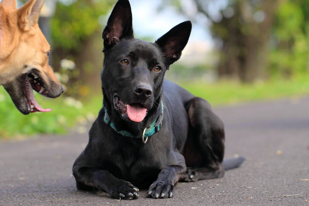 黑色台灣犬趴在路上吐舌