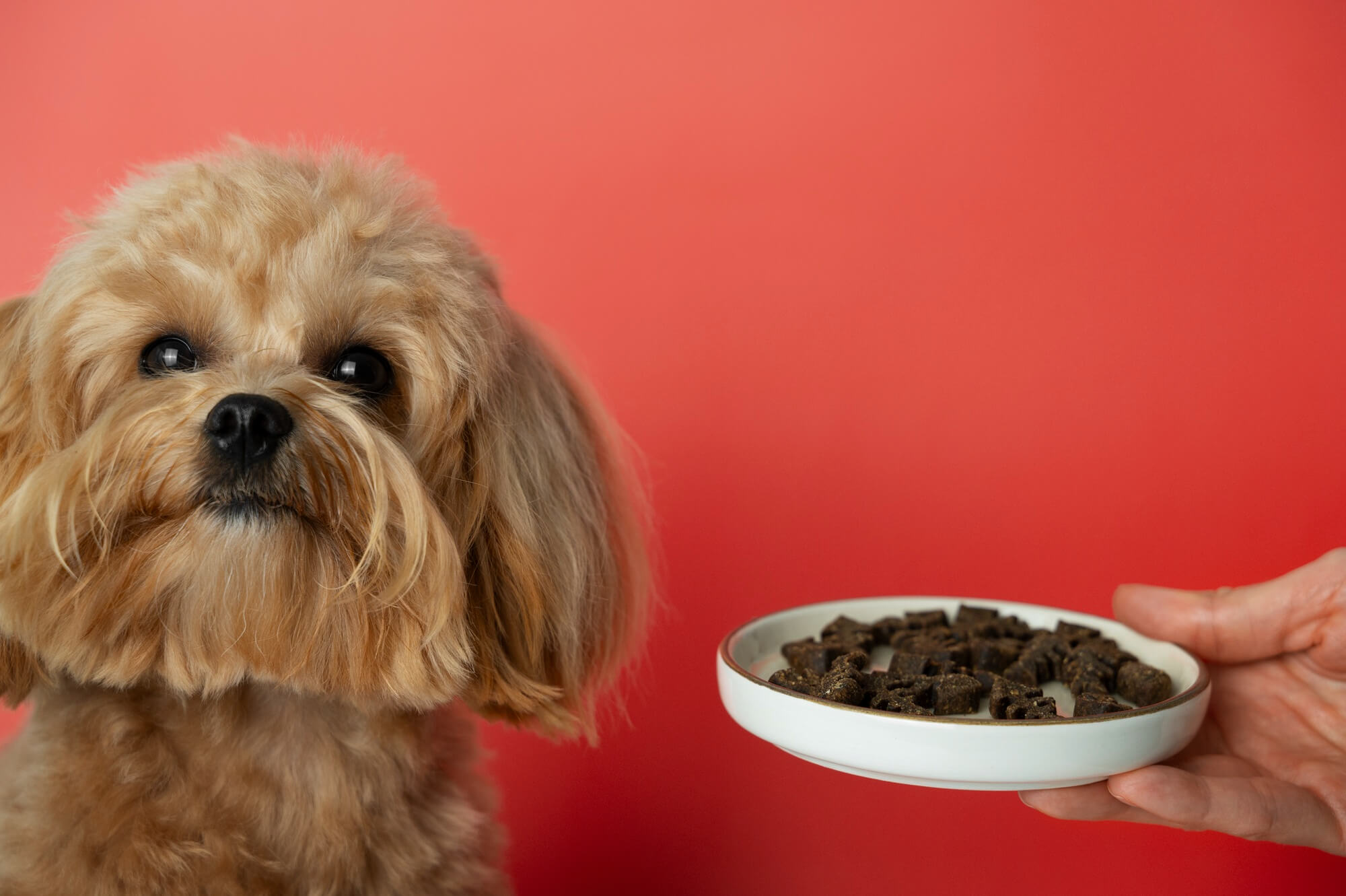 87.dog-food-recommendation-4