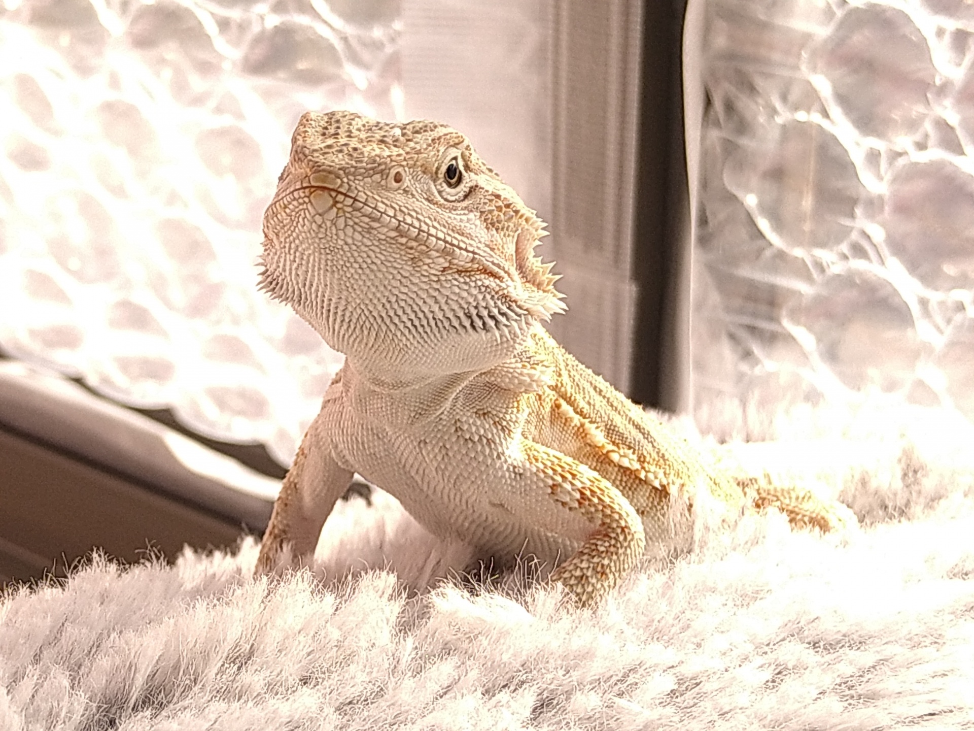 92. bearded-dragon-guide-1