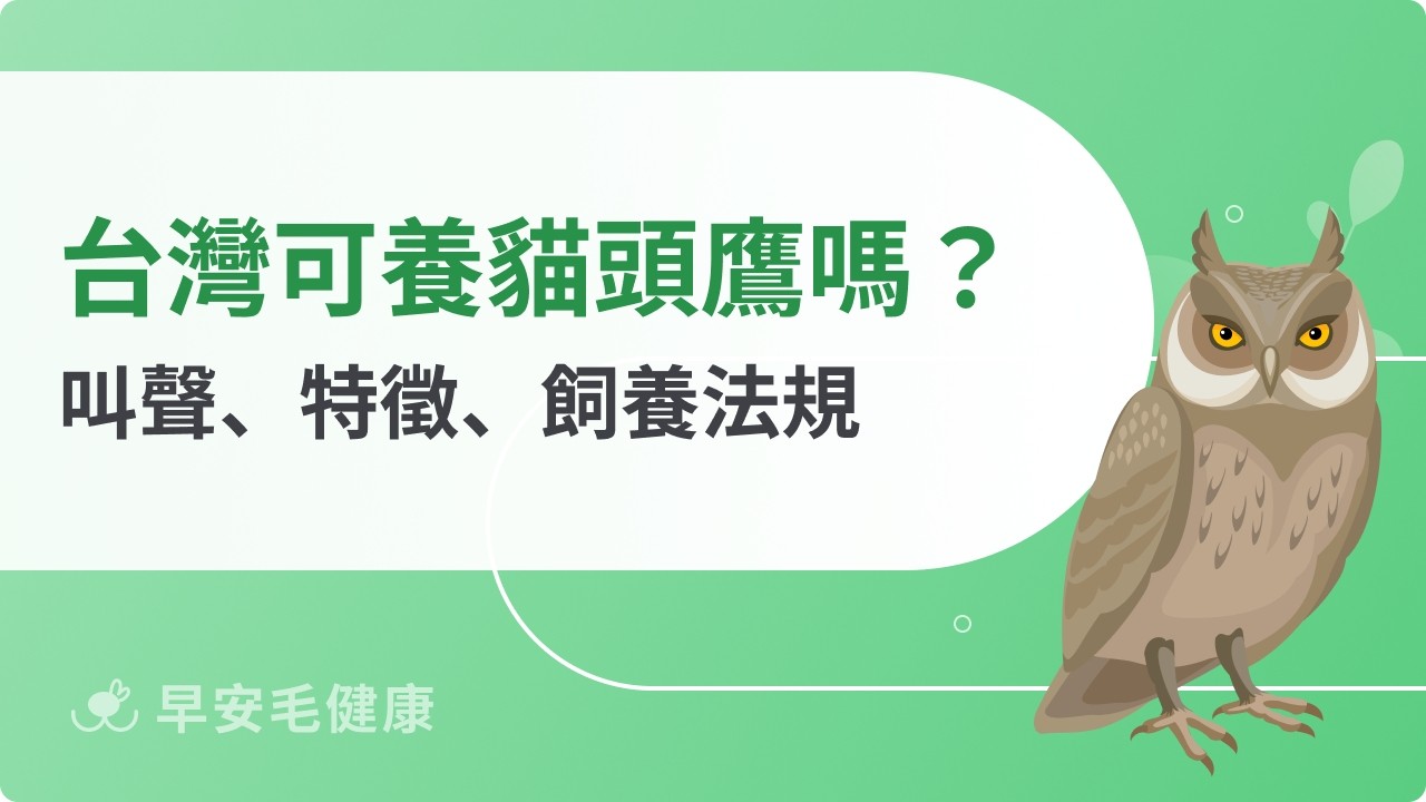 貓頭鷹:台灣可以養貓頭鷹嗎?特徵、壽命、飼養重點一次看