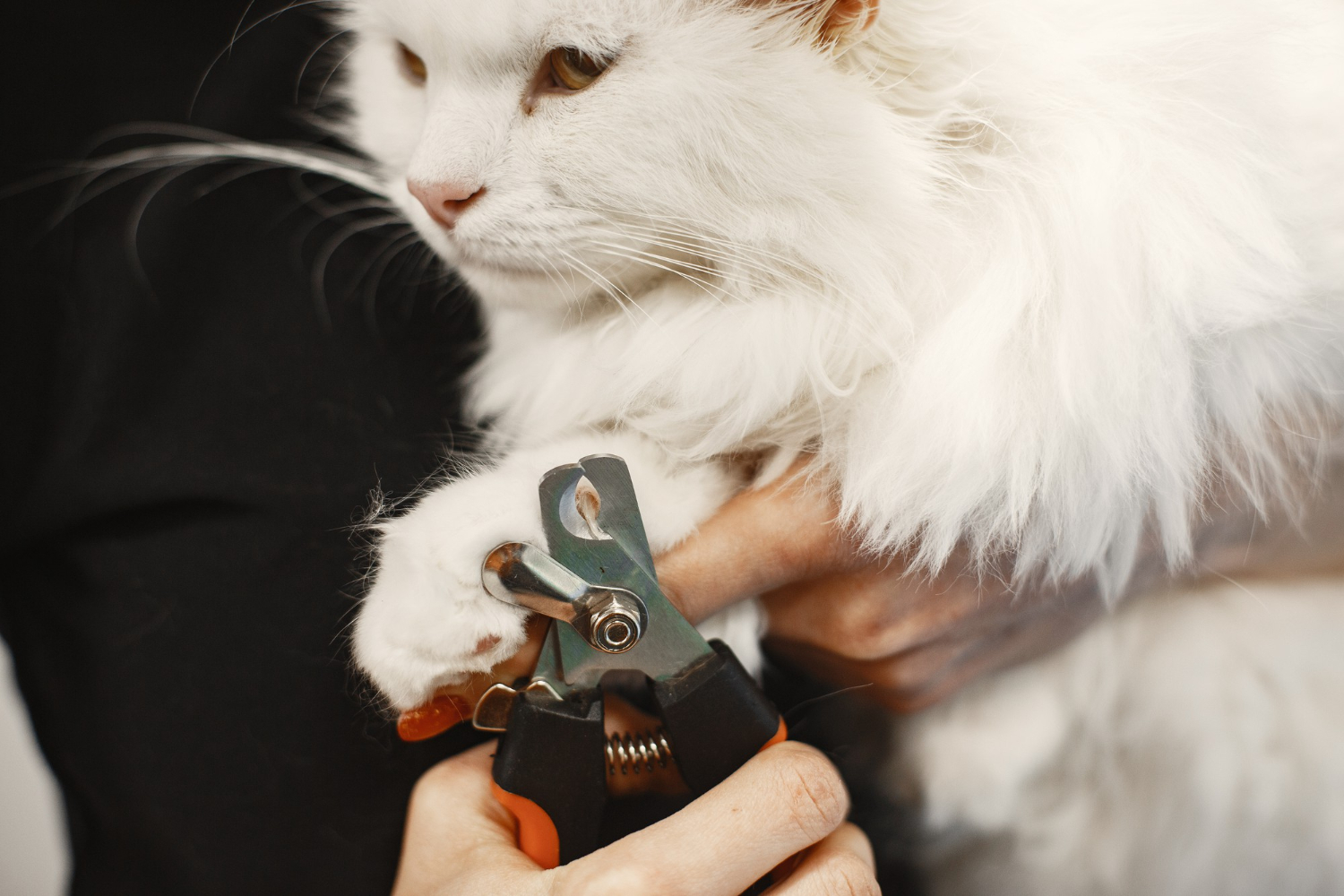 48.cat-nail-trimming-1
