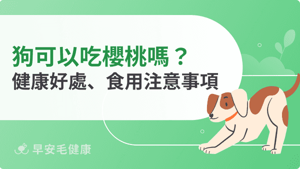 狗可以吃櫻桃嗎？果核含氰化物！正確餵法、中毒症狀與急救處理