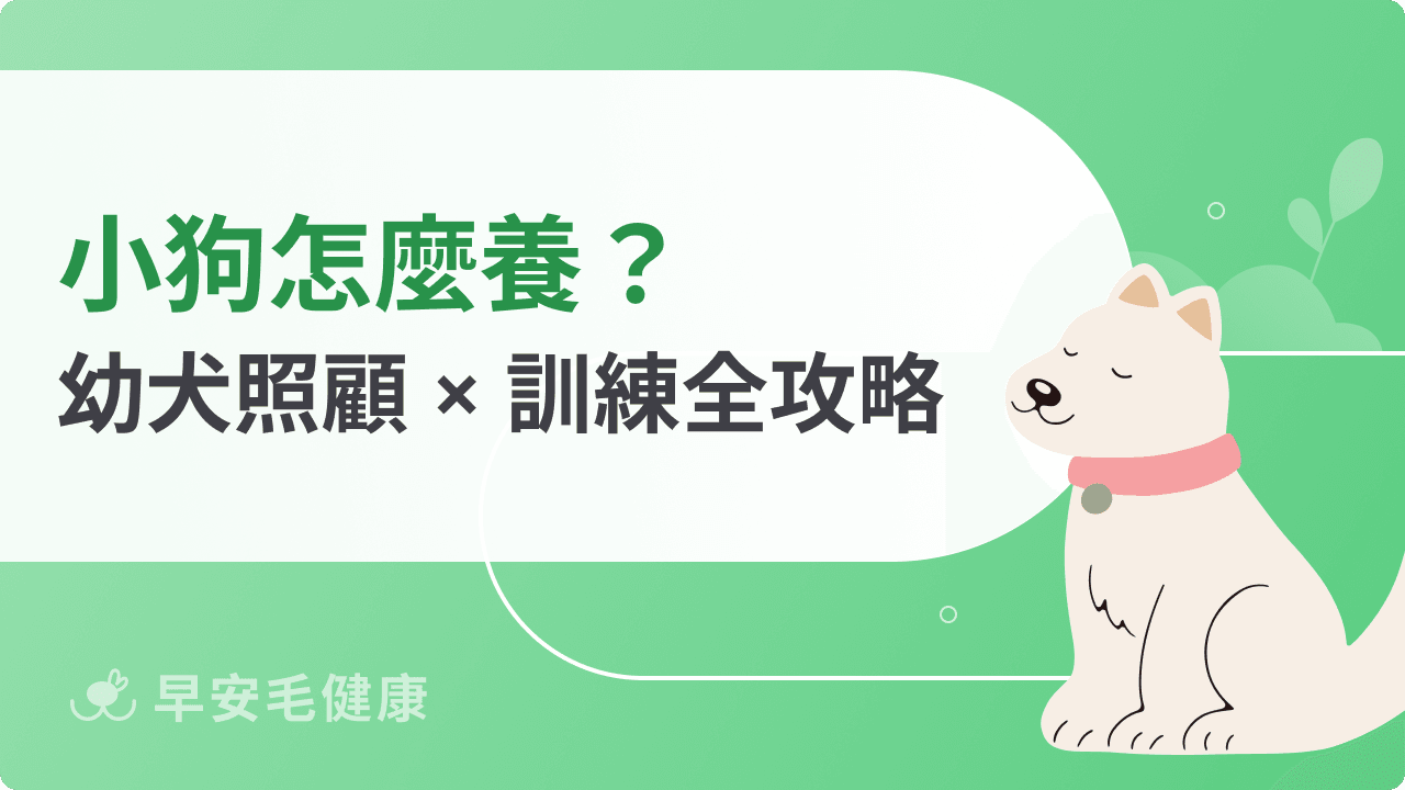 小狗幼犬怎麼照顧？2個月訓練、食量與飲食挑選技巧